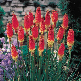 Red Hot Poker